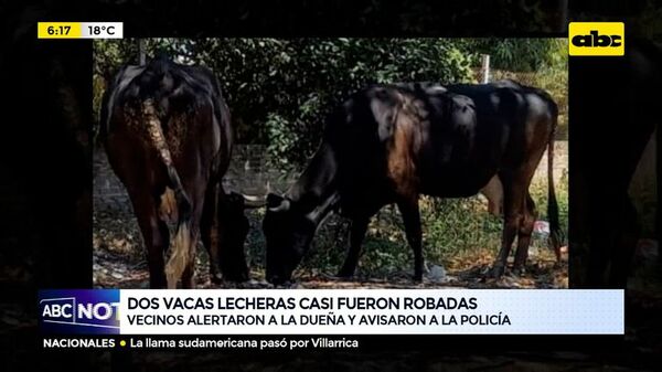 Dos vacas lecheras casi fueron robadas - ABC Noticias - ABC Color