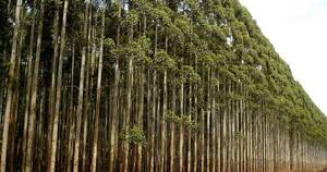 La Nación / Sector forestal: envíos se afianzan con la apertura de nuevos mercados