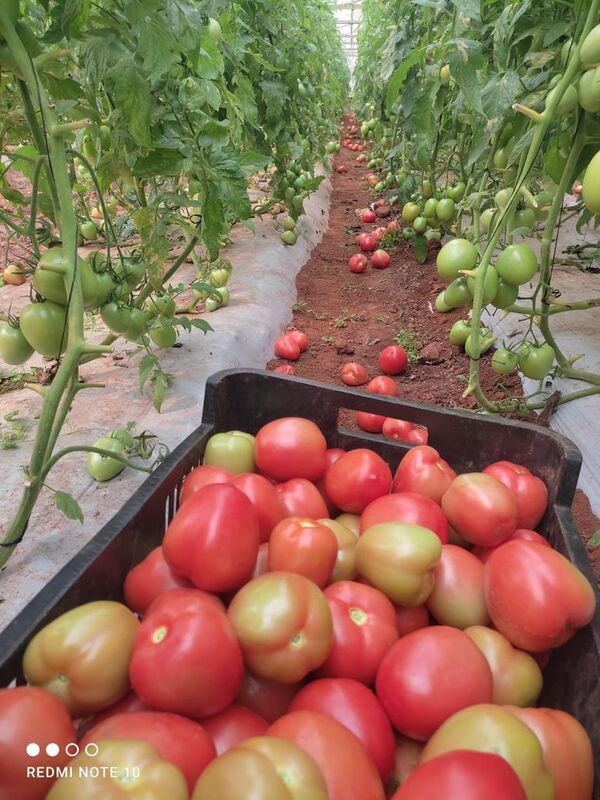 Culpan al contrabando de la caída  de precio del tomate y anuncian protesta este lunes - Nacionales - ABC Color