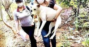 La Nación / Condenan a un hombre a un año de cárcel por zoofilia