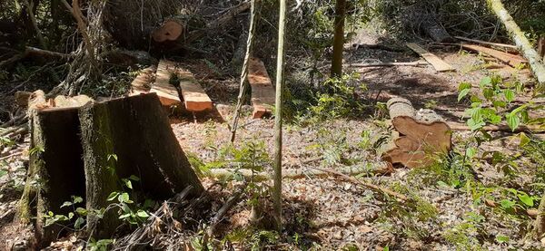 La devastación de nuestros recursos naturales goza de total impunidad - Política - ABC Color