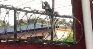 La Nación / Detienen a presuntos rateros que se colgaban del tendido eléctrico para robar cables en San Lorenzo