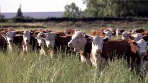Angus y Hereford: vacas británicas tratadas como “reinas” en Uruguay | Agronegocios | 5Días