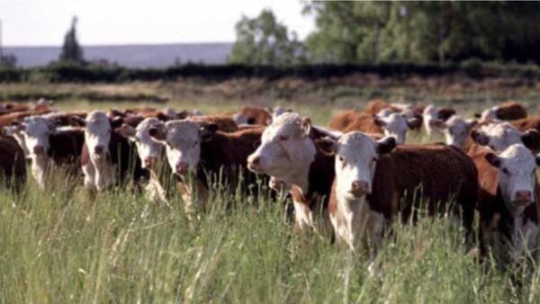 Angus y Hereford: vacas británicas tratadas como “reinas” en Uruguay | Agronegocios | 5Días