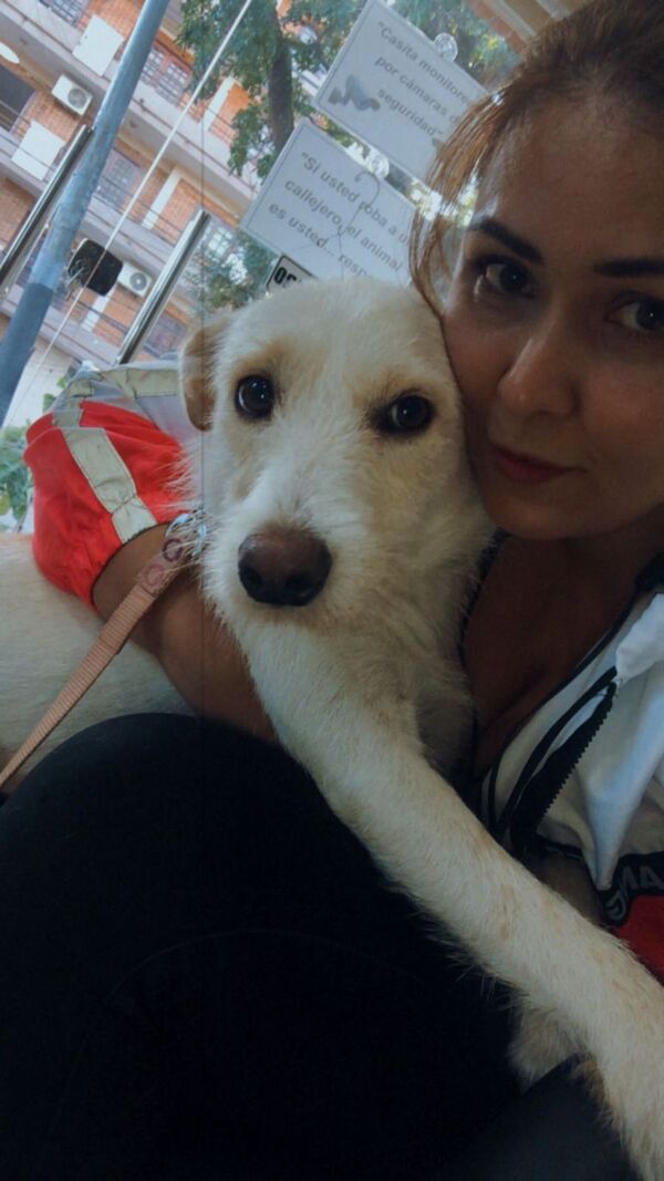 Sol Milagros, perrita víctima de abuso sexual está “recuperada y feliz”, afirmó rescatista - Policiales - ABC Color