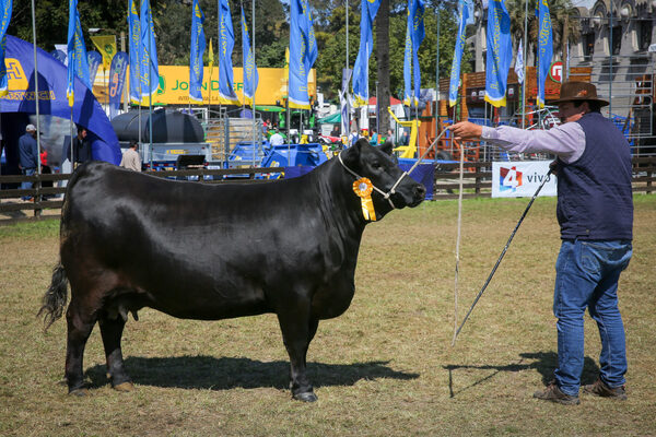 Angus y Hereford: vacas británicas muy valoradas en Uruguay - MarketData