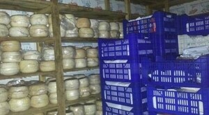 Diario HOY | Fortalecerán a los productores de queso