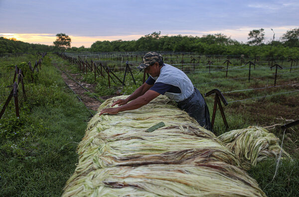 Científicos mexicanos salvan el “oro verde” de Yucatán con un agave mejorado - MarketData