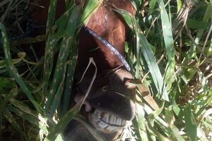 Abigeos carnean yegua en Minga Guazú