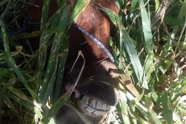 Abigeos carnean yegua en Minga Guazú