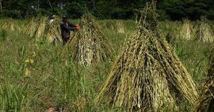 La Nación / Sésamo confitero generó US$ 22 millones a la agricultura familiar
