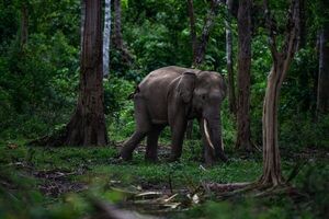 Ataques de elefantes han dejado 135 muertos en el último lustro en Tailandia - Mundo - ABC Color