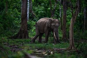 Ataques de elefantes han dejado 135 muertos en el último lustro en Tailandia - Mundo - ABC Color