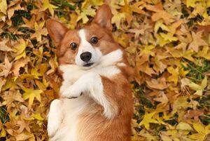 Corgis de la realeza británica tienen tres descendientes en Paraguay - Mascotas - ABC Color