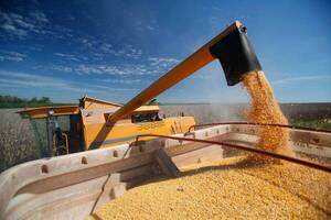 Exportaciones de maíz zafra 2022 continúan con un ritmo vertiginoso - La Clave