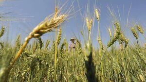 Luego de 42 años el Gobierno apuesta a la investigación del trigo | Agronegocios | 5Días