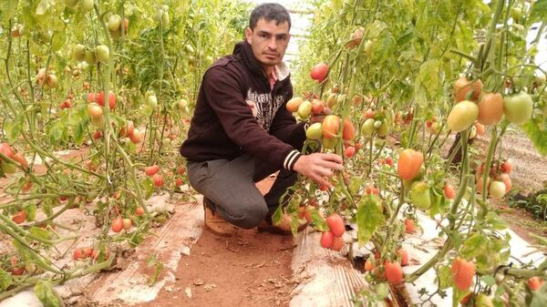 Miles de kilos de tomates en peligro de perderse en el departamento de Caaguazú - Nacionales - ABC Color
