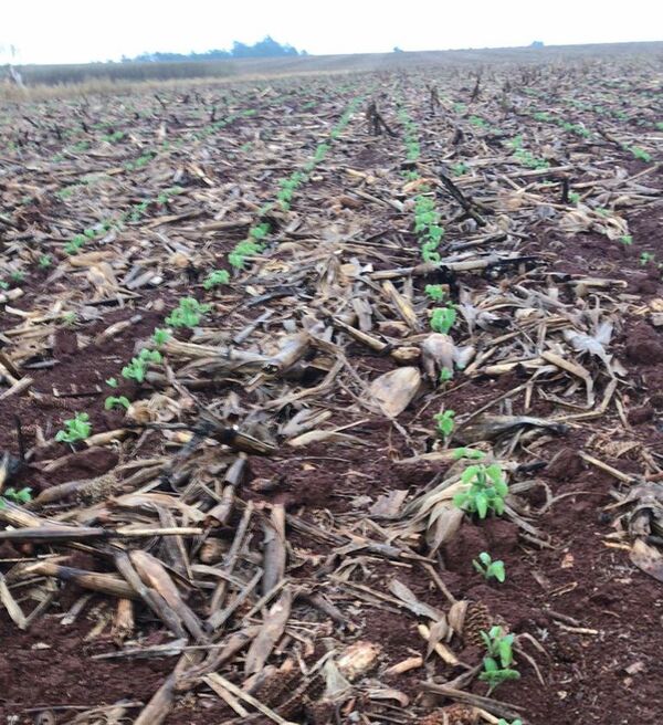 Lluvias dan auspicioso inicio a la siembra en nuevo año agrícola, que comienza con la primavera - Nacionales - ABC Color