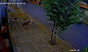 Crónica / [VIDEO] ¿Fantasma? Enloqueció el portón de un periodista y puso a divertir a sus perros