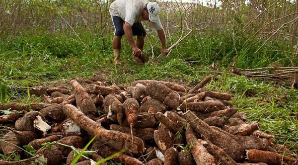 Organizan jornada técnica sobre cultivo de mandioca - La Clave