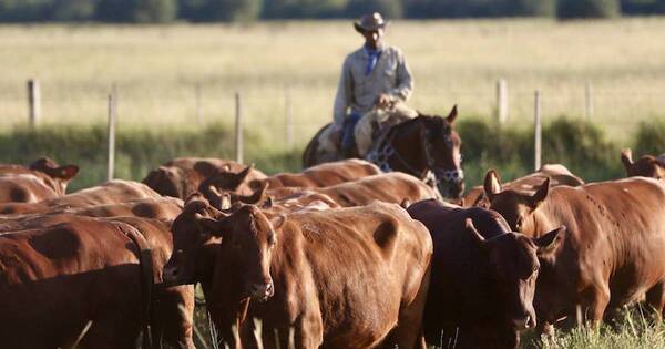 La Nación / Lluvias podrían generar repunte en el precio del ganado, sostienen