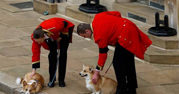 La Nación / Emotivo: Muick y Sandy, corgis de la reina, despidieron a Isabel II