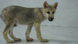 Nace en China el primer ejemplar clonado de lobo salvaje ártico