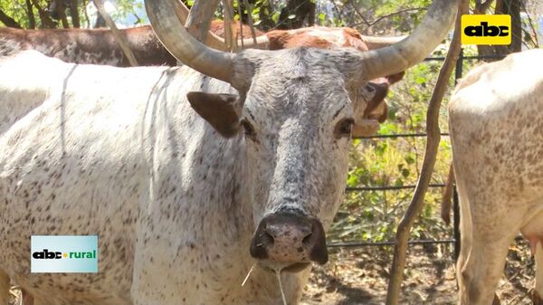 Raza Texas Longhorn y sus características - ABC Rural - ABC Color