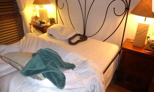 Una mujer dormía con una pitón debajo de su almohada en Australia - OviedoPress