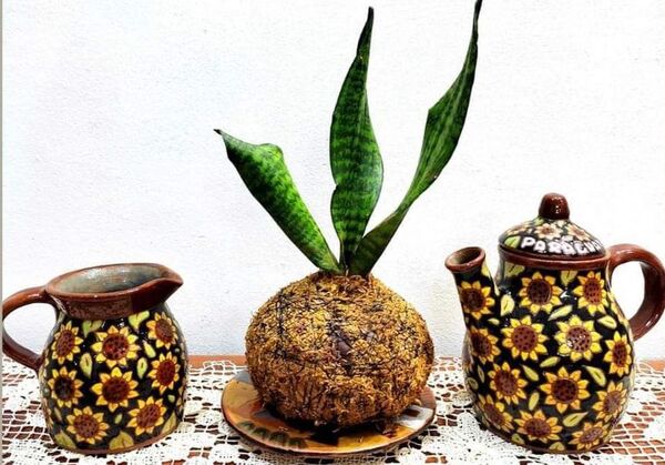 Kokedama, arte en jardinería - Estilo de vida - ABC Color