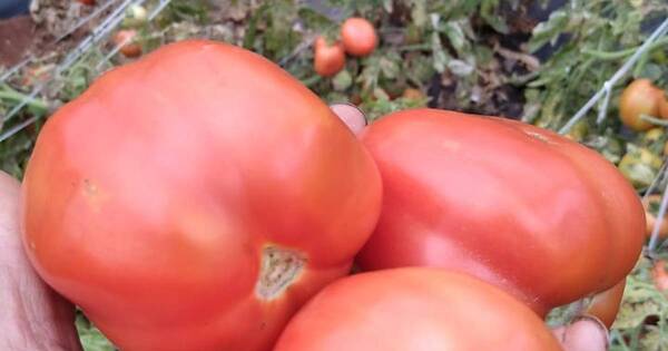La Nación / Buena producción de tomates se pudre en el campo por falta de mercado