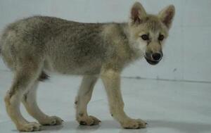 Nace el primer ejemplar clonado de lobo salvaje ártico en China – Prensa 5