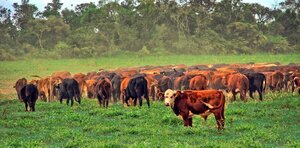 Ganado gordo en Uruguay sigue en picada y llegó a US$ 4,26 por kilo carcasa