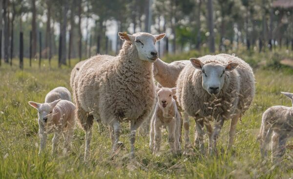 Criadores realizan histórica importación de embriones Texel y Suffolk desde Reino Unido