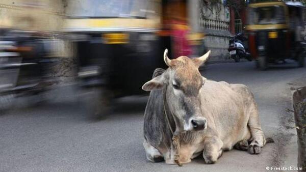 Protestas en India por muerte de miles de vacas por extraña enfermedad
