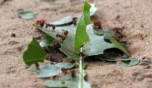 Al menos 20.000 billones de hormigas en la Tierra - Ciencia - ABC Color