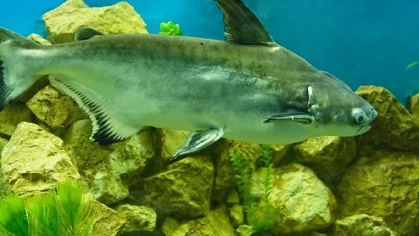 Incautan casi una tonelada de un pez que amenaza otras especies