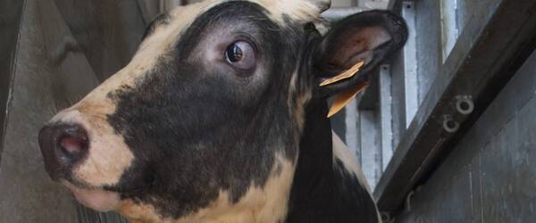 Crónica / [VIDEO] Chupó sangre de una vaca en un matadero y llamó la atención del rollo