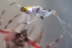 Desopilante montaje sobre Neymar se viraliza en redes - La Prensa Futbolera