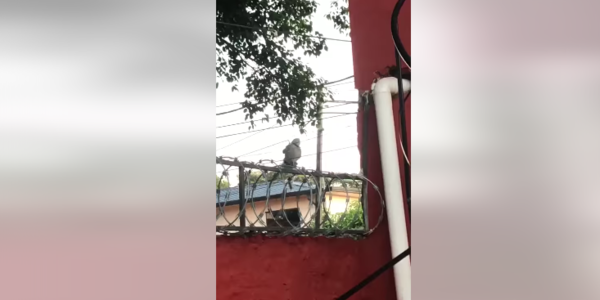 Diario HOY | Detienen a personas acusadas de cometer varios robos en San Lorenzo
