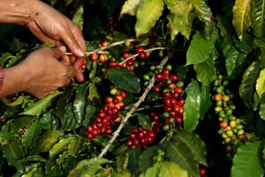La cosecha brasileña de café aumentará un 5,6 % en 2022 - MarketData