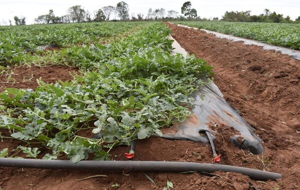 El riego por goteo es una opción para poder producir todo el año - Economía - ABC Color