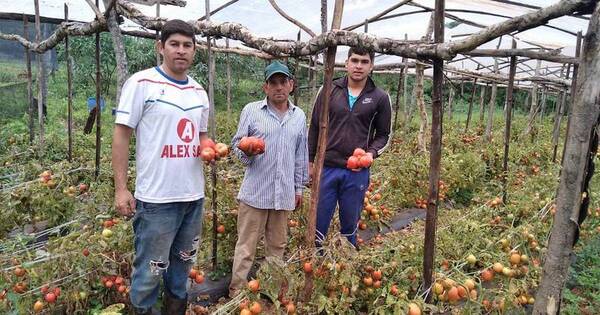 La Nación / Buen rinde de tomates se pudre en el campo por falta de mercado