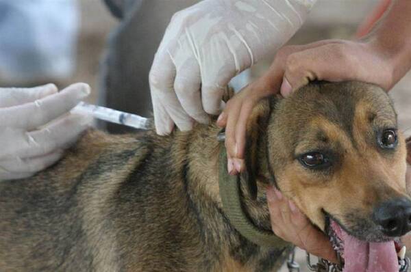 Diario HOY | AutoCan: vacunación antirrábica gratuita para perros y gatos en Asunción