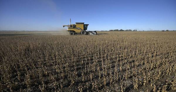 La Nación / En la calidad de la semilla y la siembra está el 50% del logro del cultivo de soja, resaltan