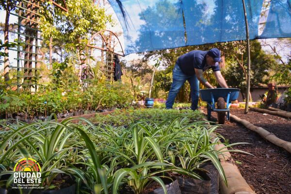 Municipalidad de CDE renueva sistema de producción en el vivero forestal - La Clave