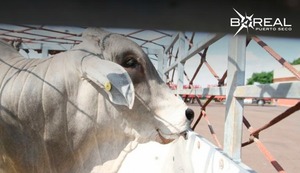 Con la tipificación de la carne, productos bovinos del Paraguay buscarán conquistar mercados premium - Unicanal