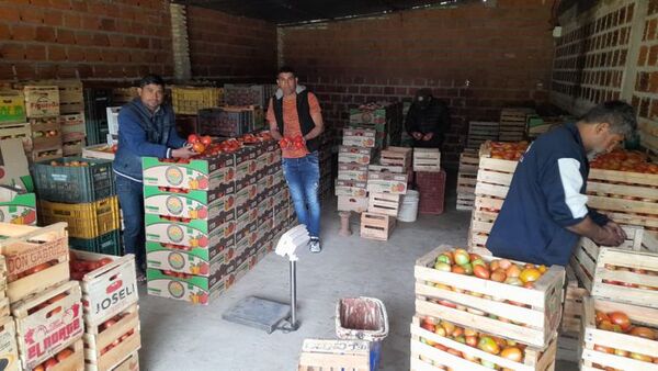 Tomateros denuncian falta de pago de comerciantes y crisis a causa del contrabando - Nacionales - ABC Color