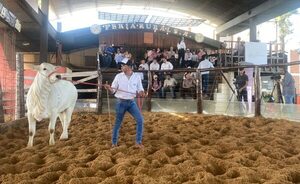 El domingo se vende una selección élite de mochos blancos de Goya S.A.