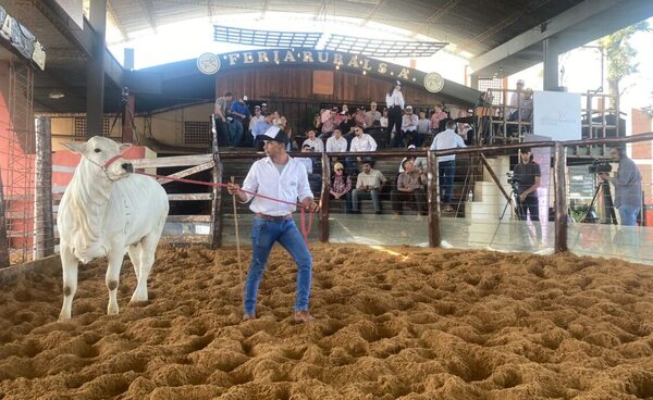 El domingo se vende una selección élite de mochos blancos de Goya S.A.